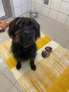 Hündin Bad Eisenkappel Hündin Bad Eisenkappel